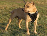K9 Geschirr für Hundesport und Hundeausbildung mit Pitbull K9 Geschirr für Hundesport und Hundeausbildung mit Pitbull